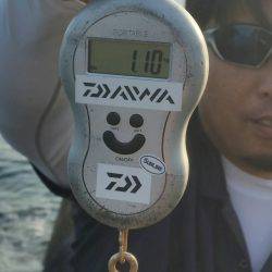 久しぶりのアオリイカ