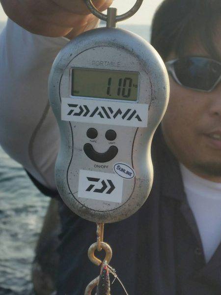 久しぶりのアオリイカ