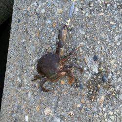 家族でガシラGET！！