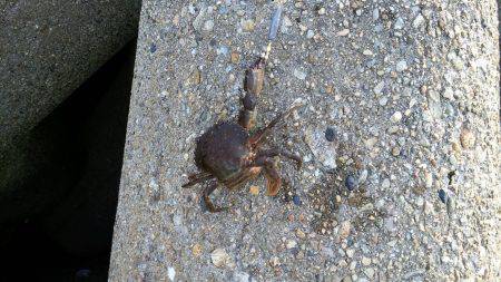 家族でガシラGET！！