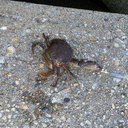 家族でガシラGET！！