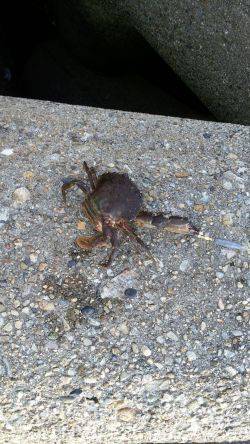 家族でガシラGET！！