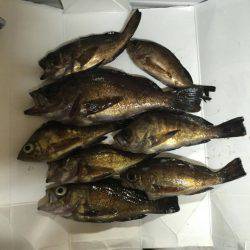 メバリング好調