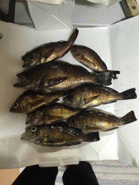 メバリング好調