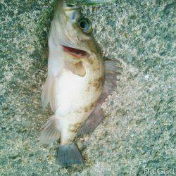 ガ、ガ、ガッシー