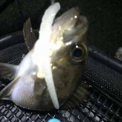 ロリメバル後の大物の正体は？