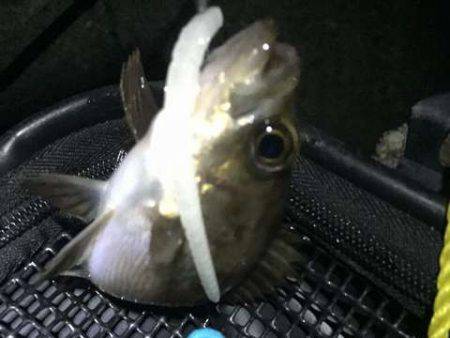 ロリメバル後の大物の正体は？