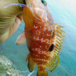 キジハタはよく引く