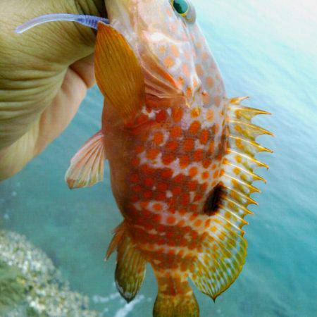 キジハタはよく引く