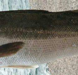 いいねぇ、しびれるねぇ‼