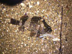 ゆる〜〜い潮にてセイゴ