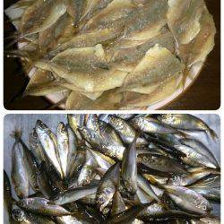 サバときどきアジ