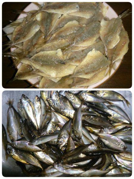 サバときどきアジ