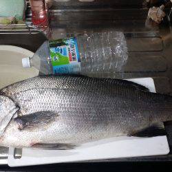 春イカ狙いが…