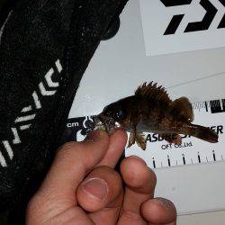 メバリング撃沈