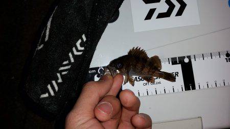 メバリング撃沈