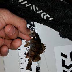 メバリング撃沈