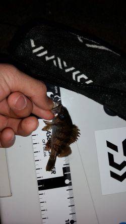 メバリング撃沈