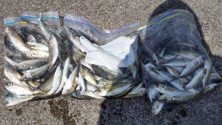アジ釣れすぎ