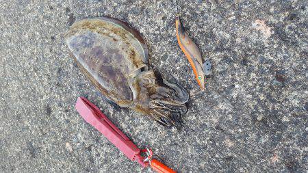 5月5日　エギング釣行