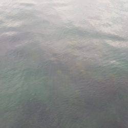 本日もエギング釣行