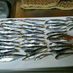 マリーナシティでイワシ