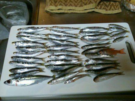 マリーナシティでイワシ