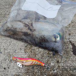 5月9日エギング釣行