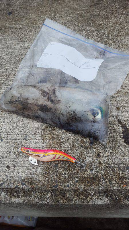 5月9日エギング釣行