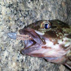 メバル 高活性!!