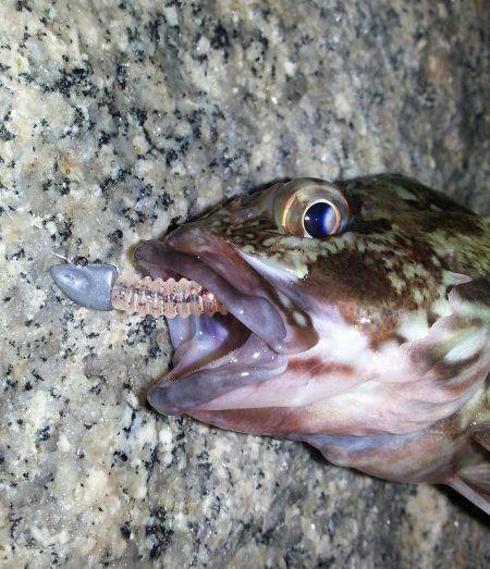 メバル 高活性!!