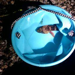 ボウズ逃れのガッシー