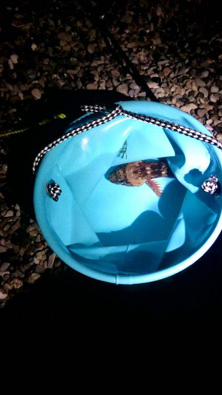 ボウズ逃れのガッシー