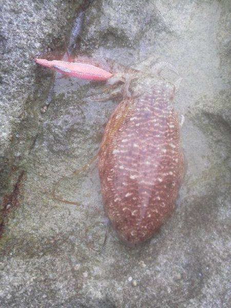 ぼちぼち釣れるかな