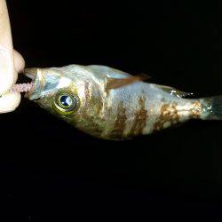 アミパターン？