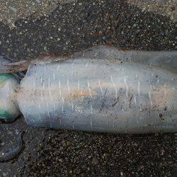 エギングで2キロたらず～