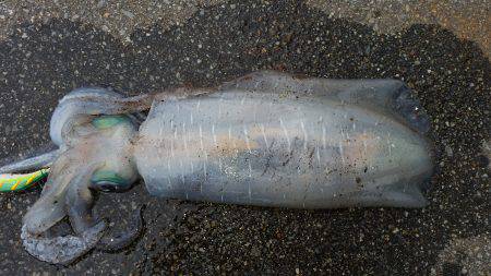 エギングで2キロたらず～