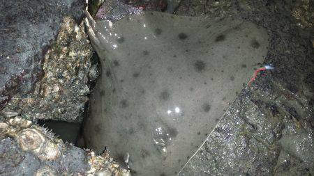 連夜のドブチヌ