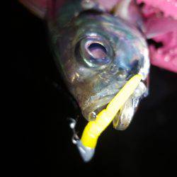 アジングにてアジ良好！