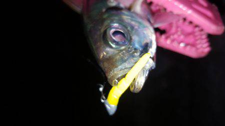 アジングにてアジ良好！