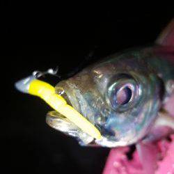 アジングにてアジ良好！