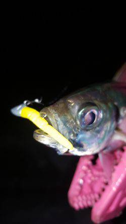 アジングにてアジ良好！