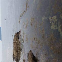 マゴチが釣れました