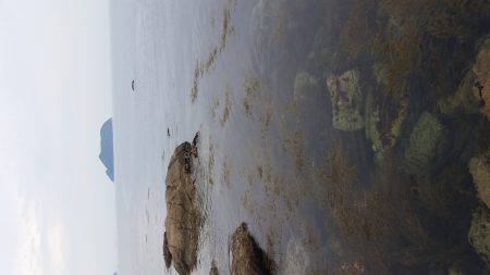 マゴチが釣れました