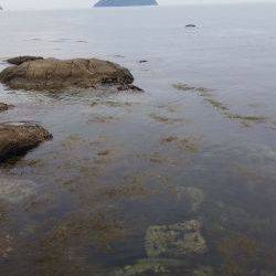 マゴチが釣れました