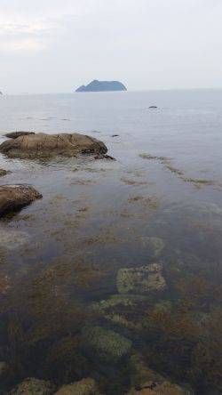 マゴチが釣れました