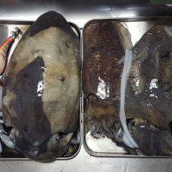 小浜新港　コウイカエギング