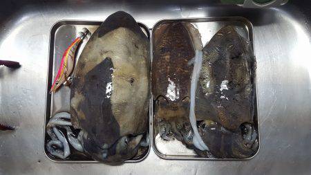 小浜新港　コウイカエギング