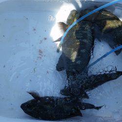 フカセでグレ！