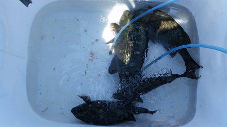 フカセでグレ！